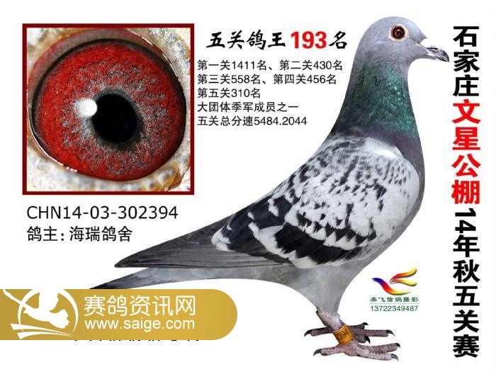 鸽王图片200-148名