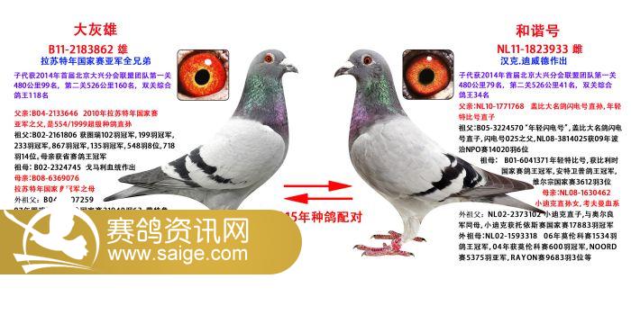 2015年最新种鸽配对(7-12)