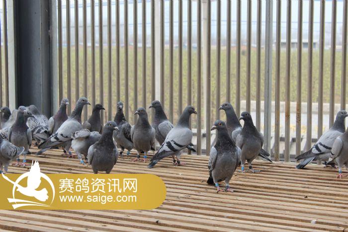 爱鸽生活照_公棚动态_北京盛世滨河国际赛鸽