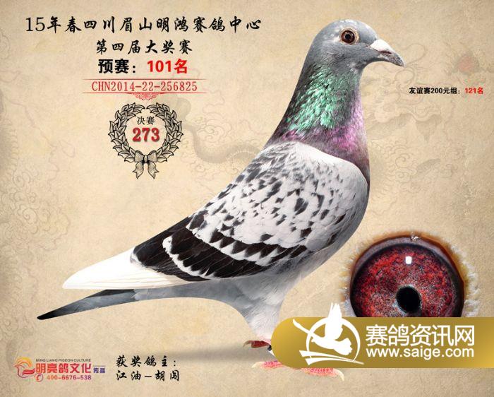 14年四川明鸿赛鸽中心决赛奖鸽欣赏(271-275)名