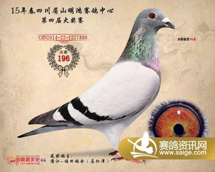 15年四川明鸿赛鸽中心决赛奖鸽欣赏(196-200)名