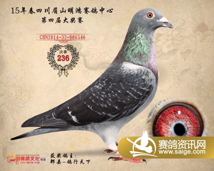 15年四川明鸿赛鸽中心决赛奖鸽欣赏(236-240)名