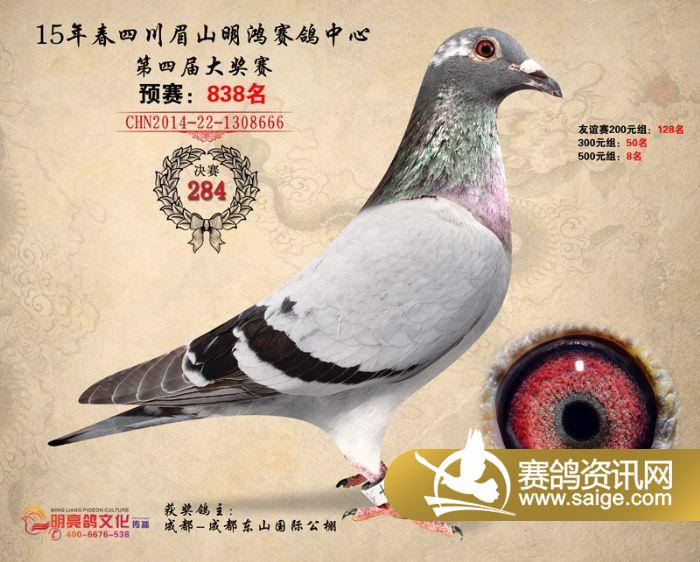 14年四川明鸿赛鸽中心决赛奖鸽欣赏(281-285)名