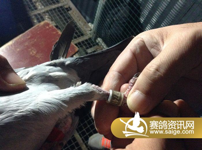 参赛鸽更换电子环图集