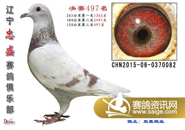 辽宁忠盛拍卖鸽481-500