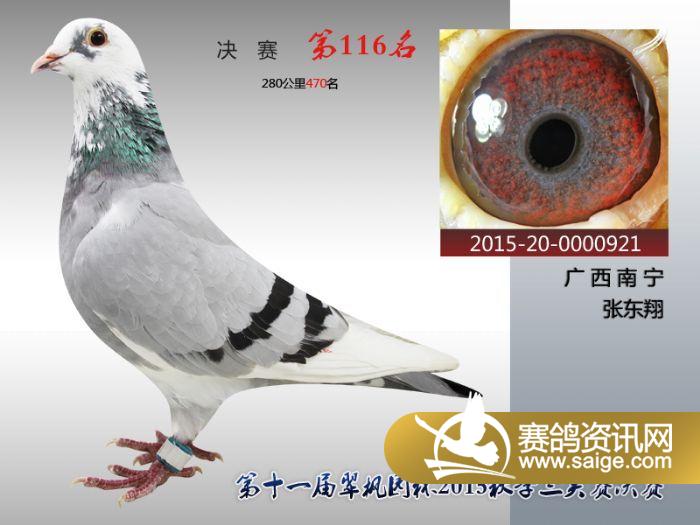 翠枫园拍卖鸽(116—130)_公棚动态_贵州翠枫园赛鸽