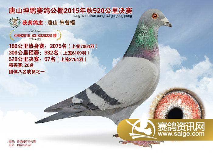 唐山坤鹏获奖鸽图片(5160名)