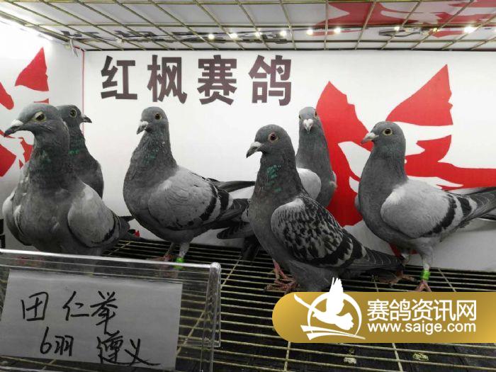 贵州红枫赛鸽中心:2016年3月1日入棚鸽(图)_公棚动态