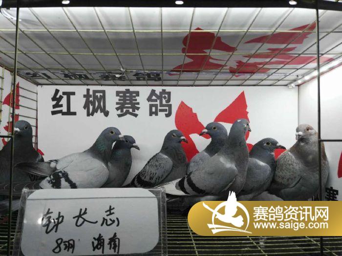 贵州红枫赛鸽中心:2016年3月16日入棚鸽(图)一_公棚