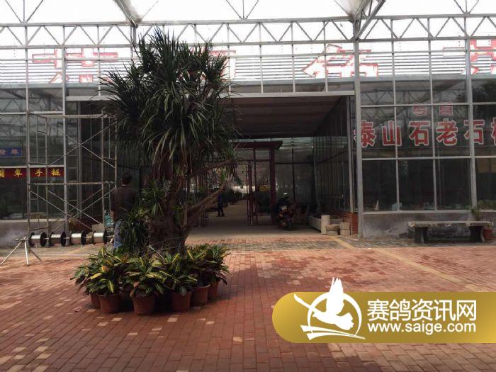 齐鲁兆佳花卉乔迁开业_公棚动态_齐鲁兆佳赛鸽文化春