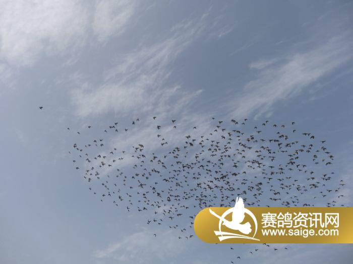 重庆宏艺翔赛鸽公棚5月15日家飞图片