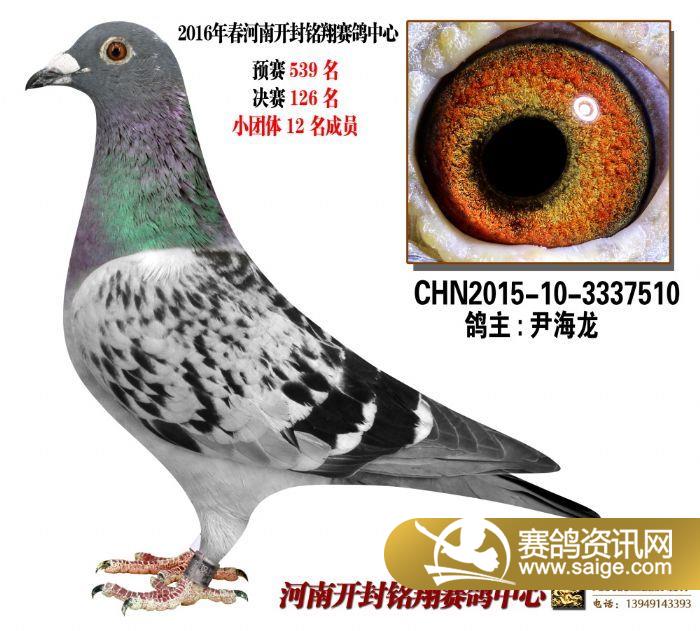 河南开封铭翔赛鸽中心决赛获奖鸽照片欣赏(12