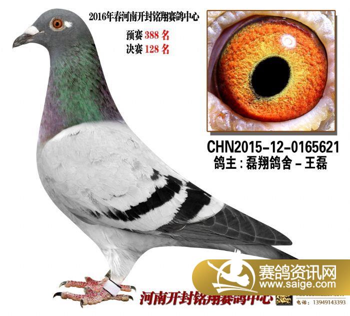 河南开封铭翔赛鸽中心决赛获奖鸽照片欣赏(12