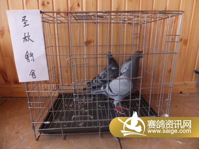 g_9ac145df-7929-475a-bcdd-a2e732eac02d.jpg