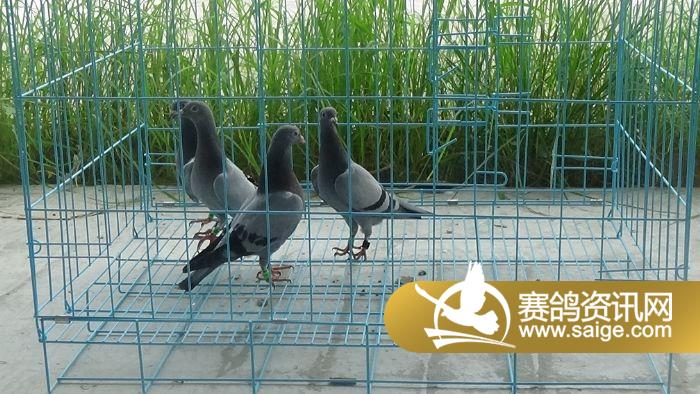 合川、甘肃酒泉地区鸽友交来的幼鸽照片_公棚