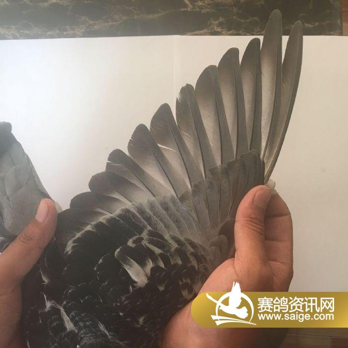甘肃翎翔赛鸽公棚在棚鸽抽查换羽图