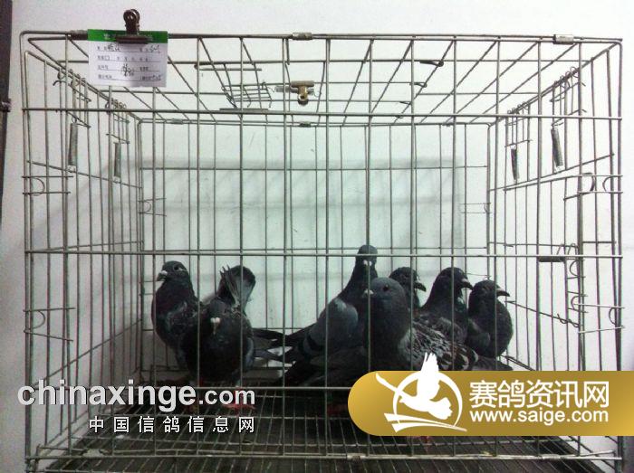 重庆宏艺翔赛鸽公棚9月25日幼鸽入棚照片