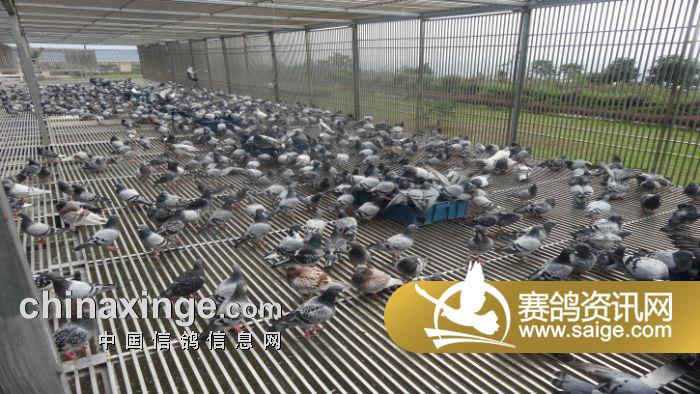 重庆宏艺翔赛鸽公棚9月30日赛鸽生活图