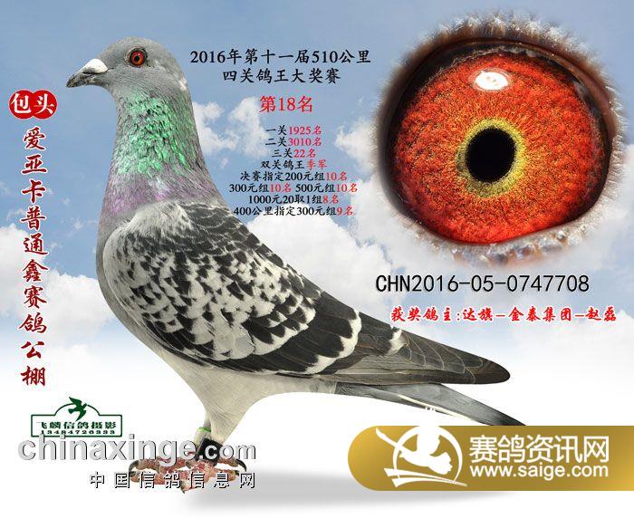 信鸽和普通鸽子的营养一样吗 g_ca7bd409-bdc6-4bf6-9c3b-28c3b47da028.jpg