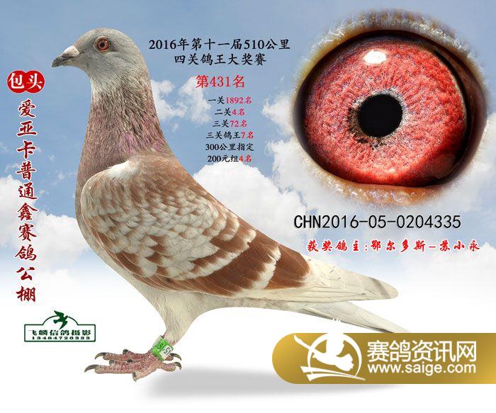 包头爱亚卡普通鑫赛鸽公棚510公里决赛421-435