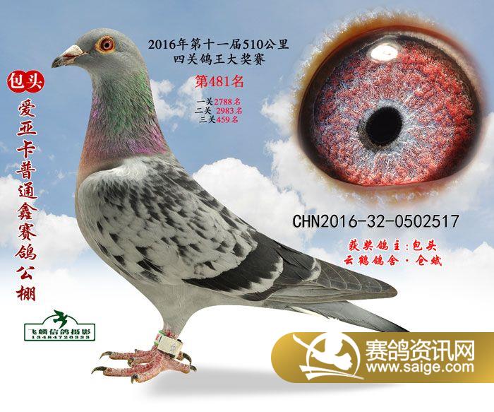 信鸽和普通鸽子的营养一样吗 g_82eb45d7-bb62-4372-961c-6cb9e021acc1.jpg