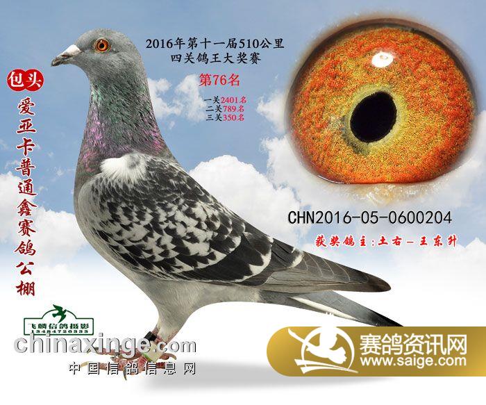 信鸽和普通鸽子的营养一样吗 g_fcd27c8c-688a-4b63-90b5-9fcc1c8d5a79.jpg