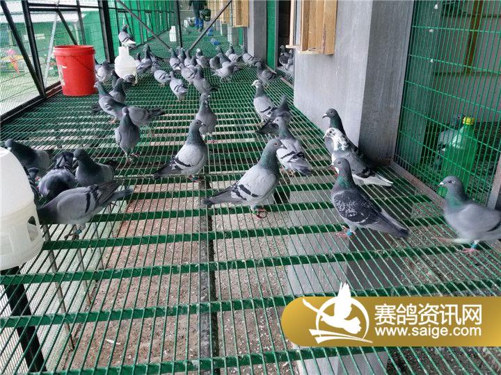 太阳鸟-爱鸽近况视图_公棚动态_云南楚雄太阳鸟赛鸽