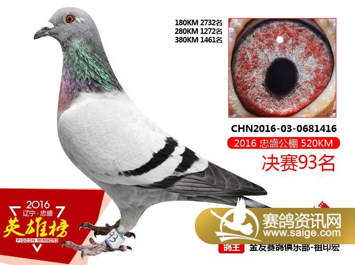 辽宁忠盛公棚获奖鸽图片91-120