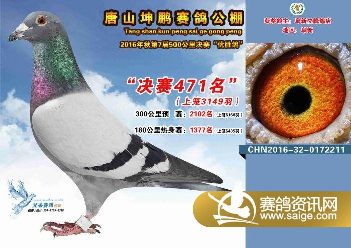 唐山坤鹏获奖鸽图片(466-480名)