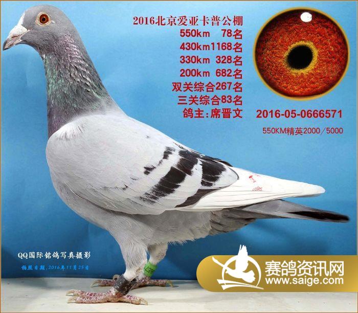 2016年北京爱亚卡普决赛61-80名图片