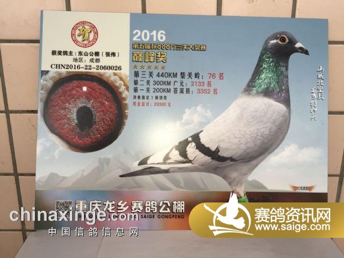 成都东山国际赛鸽中心订做纳米板照片通知_公棚动态_成都东山国际赛鸽