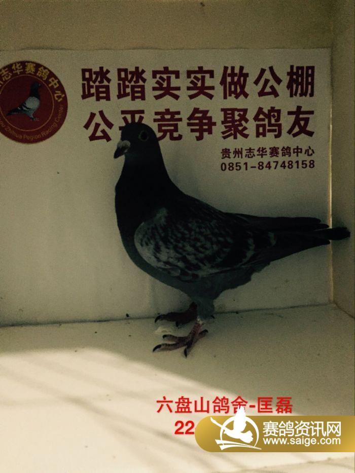 贵州志华赛鸽中心新进幼鸽图片