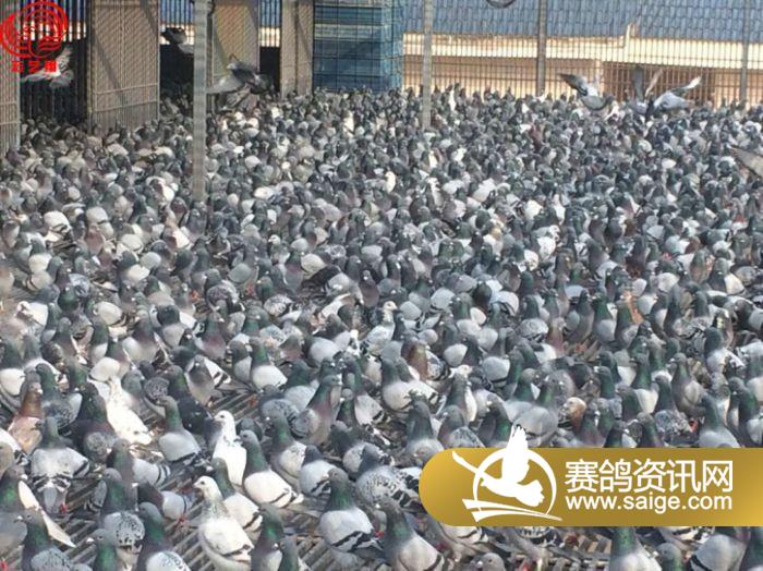 重庆宏艺翔赛鸽公棚第四届(第二次)0公里训放公告—集
