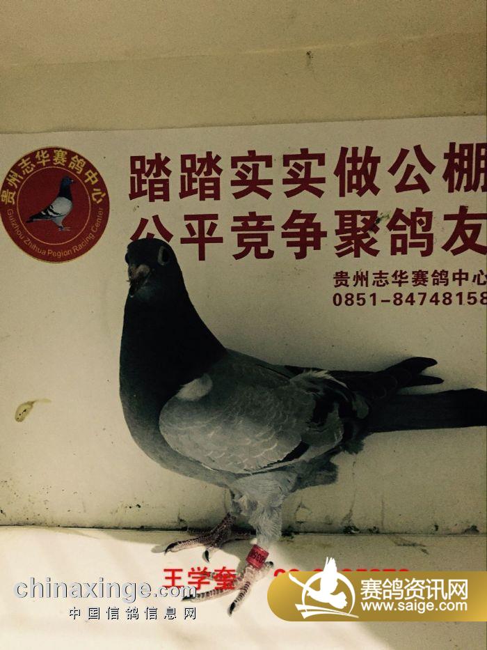 贵州志华赛鸽中心新进幼鸽图片