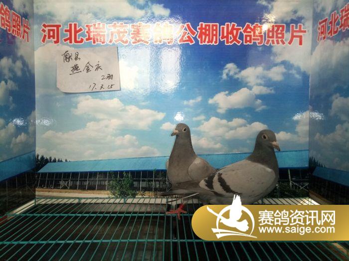 河北瑞茂赛鸽公棚2017年3月15日接鸽照片