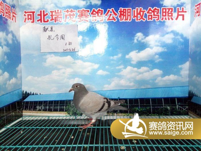 河北瑞茂赛鸽公棚2017年3月26日接鸽照片