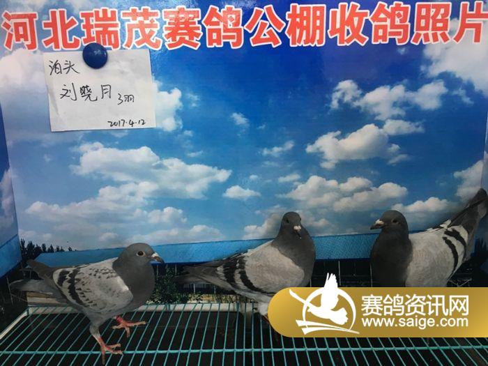 河北瑞茂赛鸽公棚2017年4月12日接鸽照片一