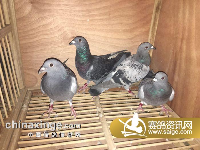 上海黄金海岸4月17日集鸽入棚靓照(2)_公棚动态_上海