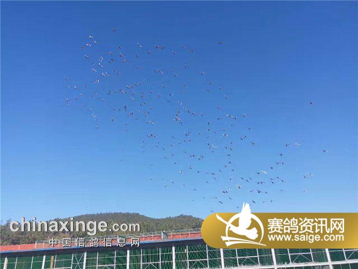 太阳鸟-爱鸽近况视图_公棚动态_云南楚雄太阳鸟赛鸽