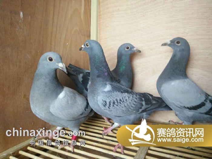 上海黄金海岸4月26日集鸽入棚靓照(1)_公棚动态_上海