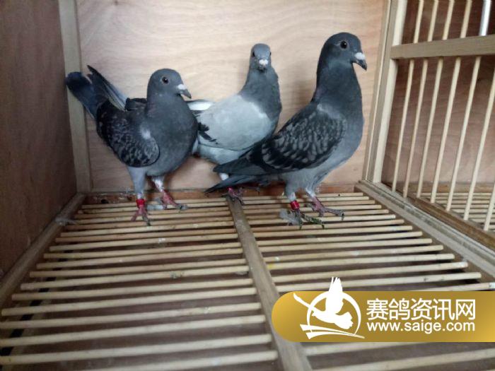 上海黄金海岸5月17日集鸽入棚靓照_公棚动态_上海黄金