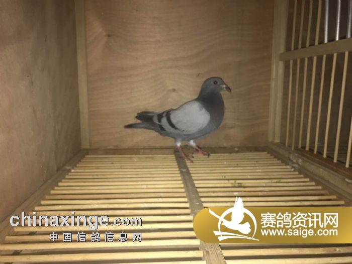 10-0683551 灰 js0061 顾强鸽业 10-0683552 灰 sh0102 旭源鸽业-宁松