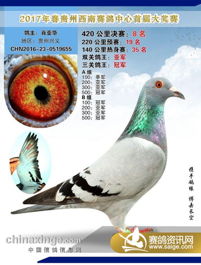 贵州兴义西南赛鸽中心首届春棚拍卖彰显不凡魄力