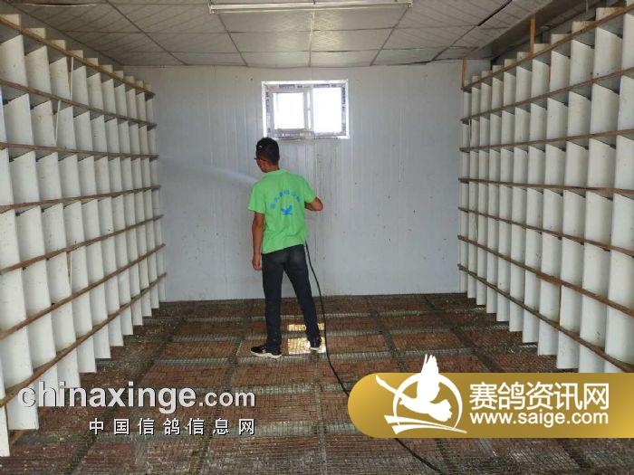 甘肃庆阳豪天公棚鸽棚消毒照片_公棚动态_ 甘