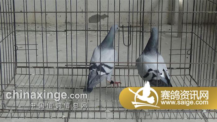 姓名:西蜀赛鸽-叶鹏