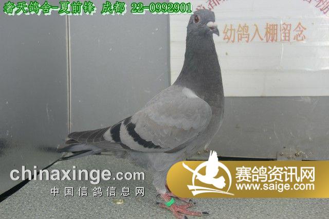 成都凯翔公棚9月23日入棚幼鸽图片(1)