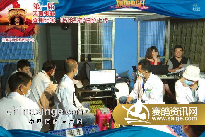 首届查棚图文纪实_公棚动态_云南东川天南铜都赛鸽