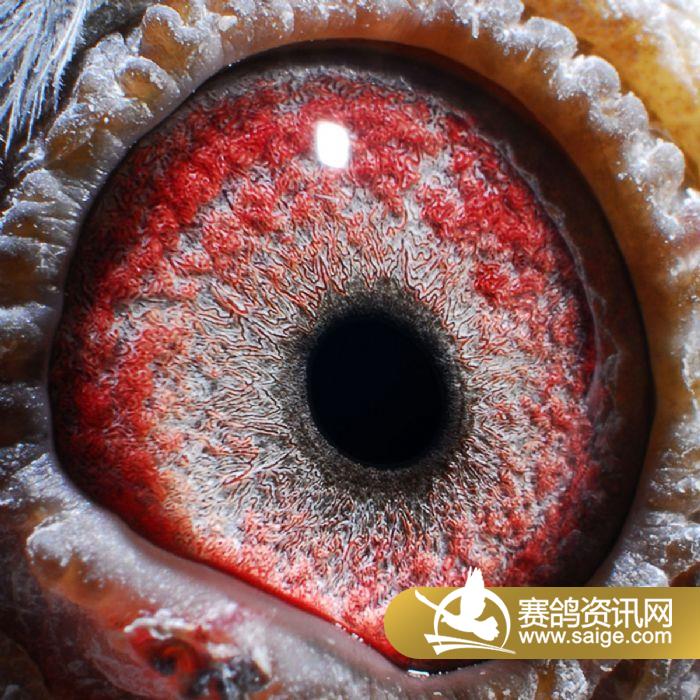 齐齐哈尔庆华国际赛鸽公棚获奖鸽照片(151-16