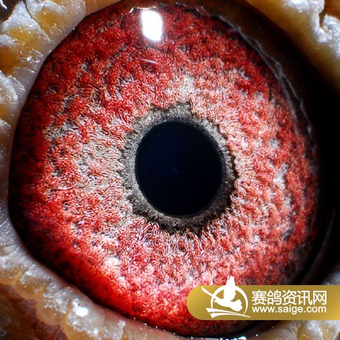 齐齐哈尔庆华国际赛鸽公棚获奖鸽照片(121-13