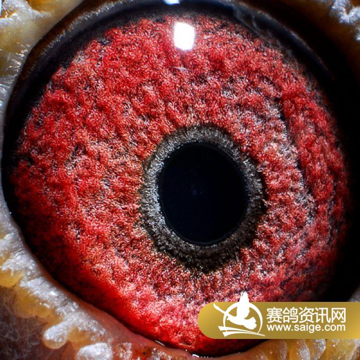 齐齐哈尔庆华国际赛鸽公棚获奖鸽照片(181-19